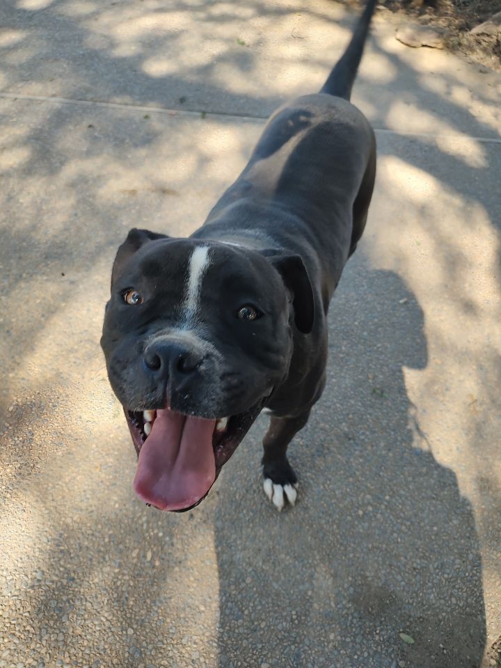 Dog for adoption Galaxy a Staffordshire Bull Terrier Pit Bull