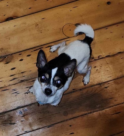 Wilbert, an adoptable Rat Terrier in Perth, ON, K7H 3C3 | Photo Image 2