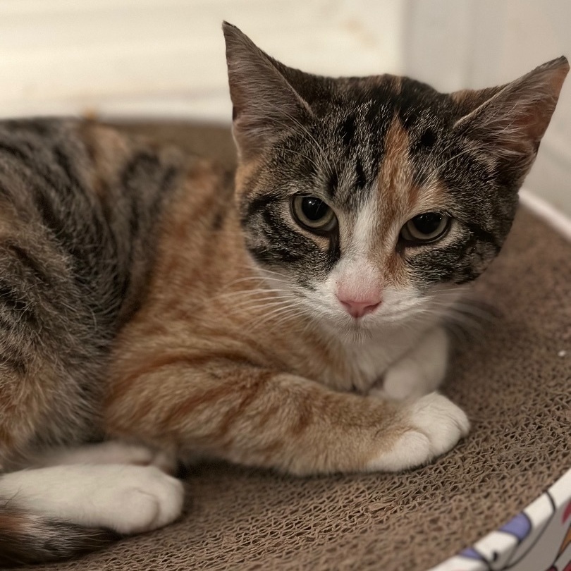 Cat for adoption - Nora , a Torbie in Buffalo, NY | Petfinder