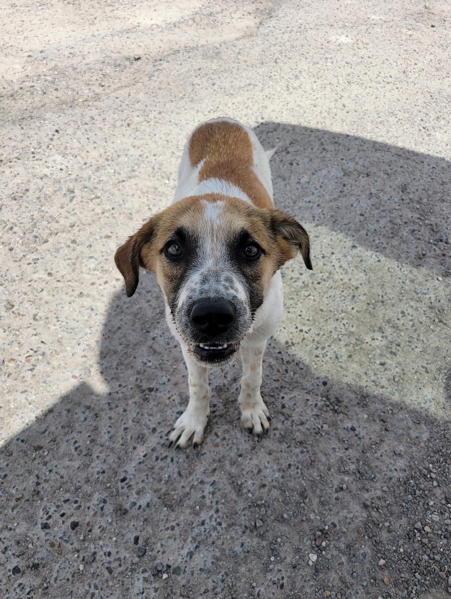 Shenandoah Shepherd Rescue - srlbc8k