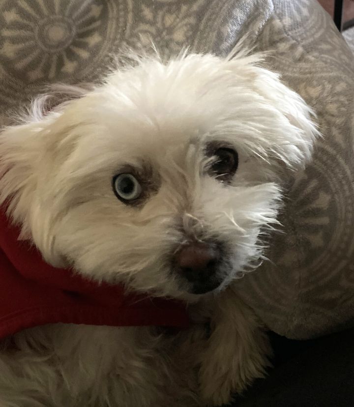 Petfinder maltese clearance