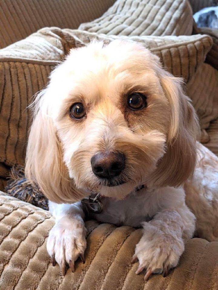 Lhasa apso and dachshund clearance mix