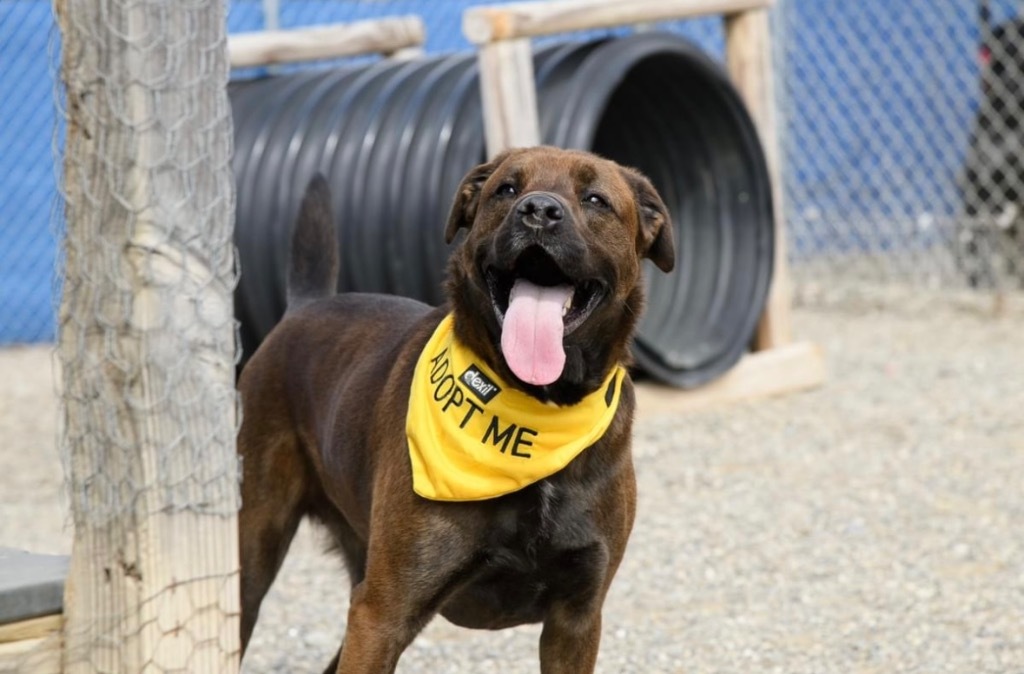 Lorraine, an adoptable Labrador Retriever, American Staffordshire Terrier in Gorham, ME, 04038 | Photo Image 2