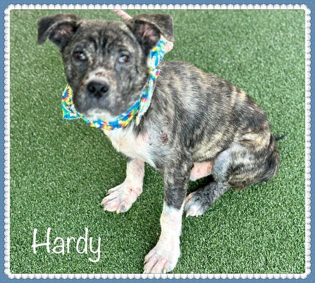 HARDY, an adoptable American Bully Mix in Marietta, GA_image-3