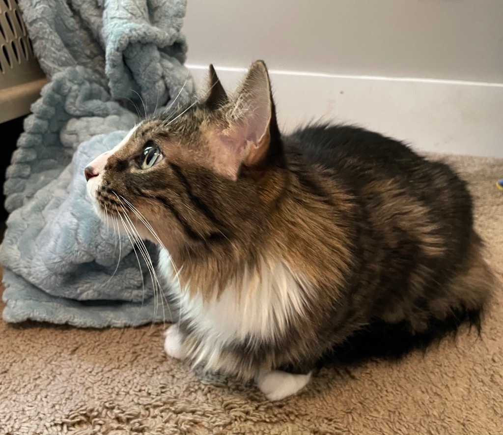 Honey, an adoptable Domestic Long Hair in Evans, GA, 30809 | Photo Image 2