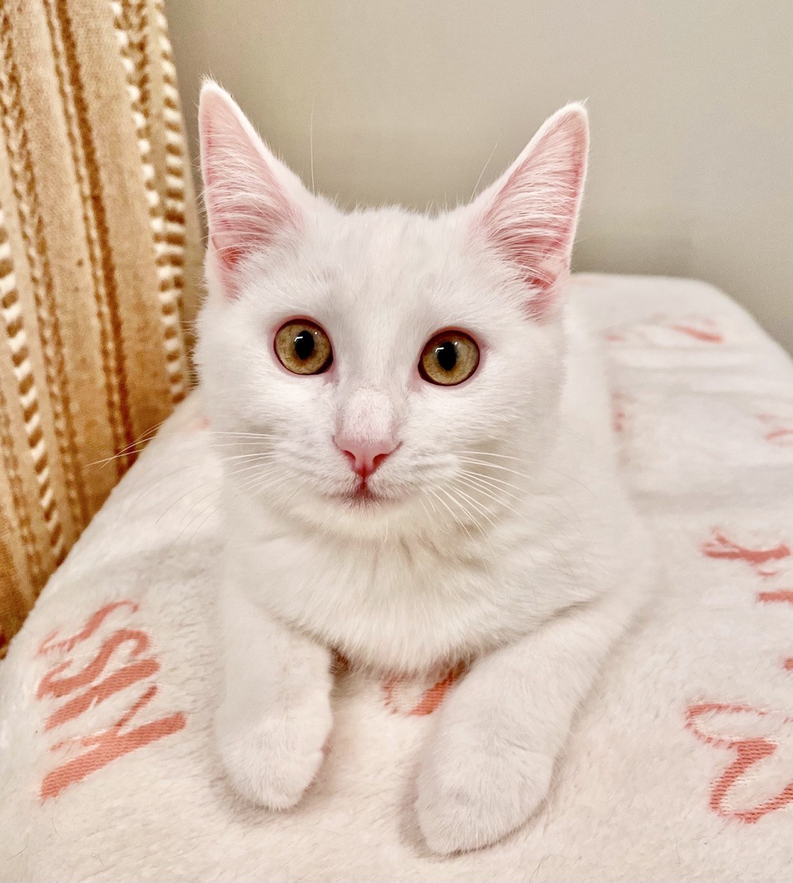 Cat for adoption - Meringue (Bonded with Cannoli), a Domestic Short ...