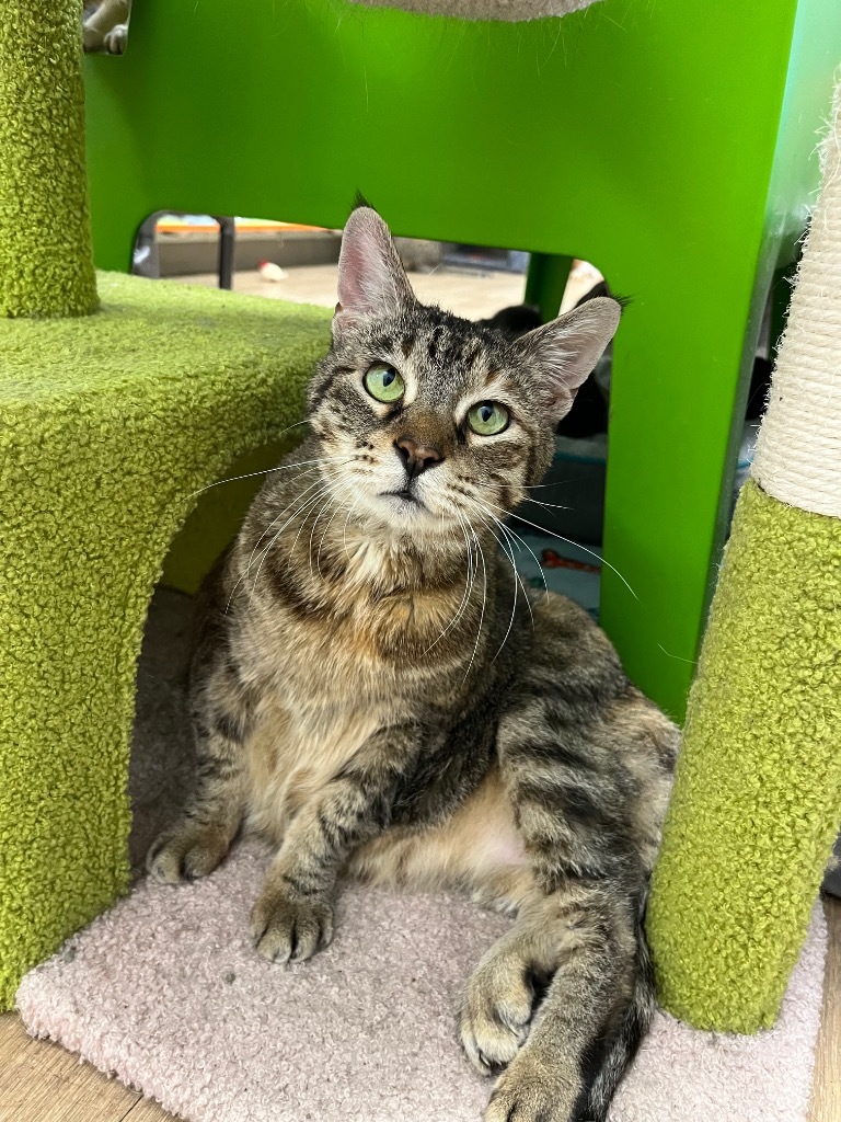 Zendaya, an adoptable Domestic Short Hair in Corpus Christi, TX, 78414 | Photo Image 1