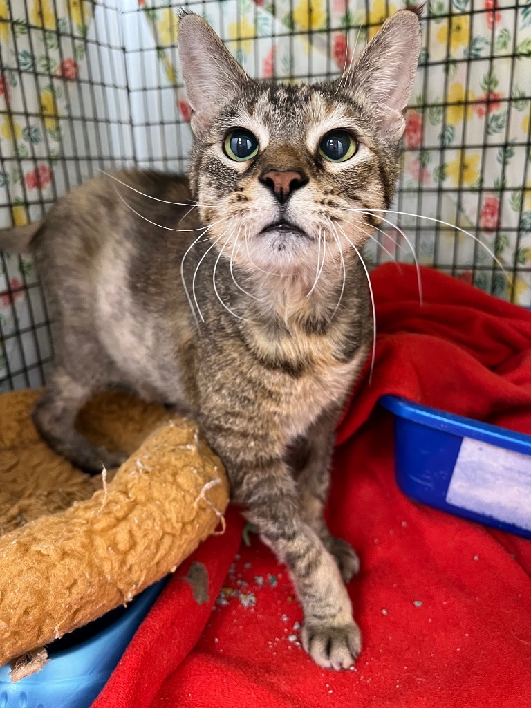 Zendaya, an adoptable Domestic Short Hair in Corpus Christi, TX, 78414 | Photo Image 2