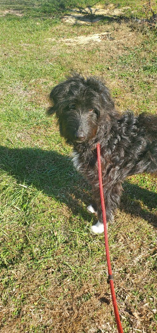 Petfinder aussiedoodle best sale