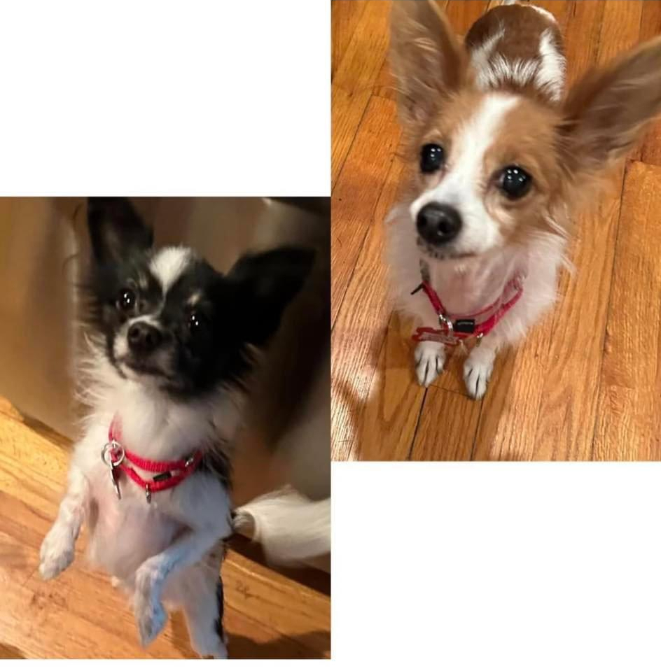 Emma and Chip, an adoptable Papillon in Huntington, NY, 11743 | Photo Image 1