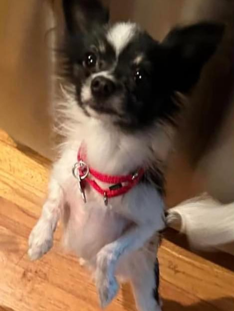 Emma and Chip, an adoptable Papillon in Huntington, NY, 11743 | Photo Image 2