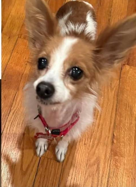 Emma and Chip, an adoptable Papillon in Huntington, NY, 11743 | Photo Image 3
