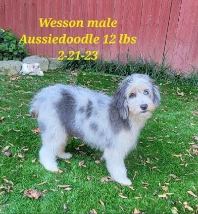 Mini store aussiedoodle rescue