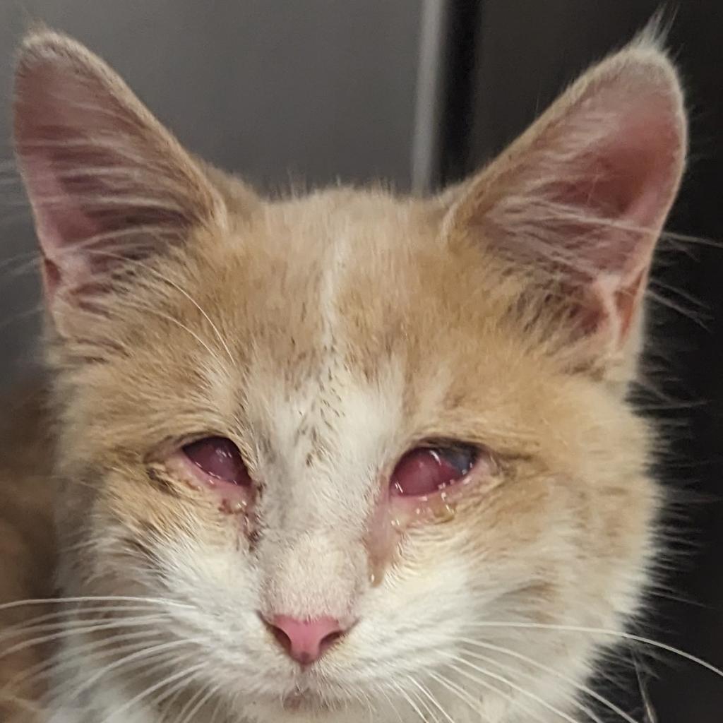 Patrick, an adoptable Manx in Hinesville, GA, 31313 | Photo Image 1