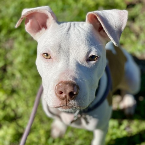 Casper, an adoptable Terrier Mix in Wimberley, TX_image-5