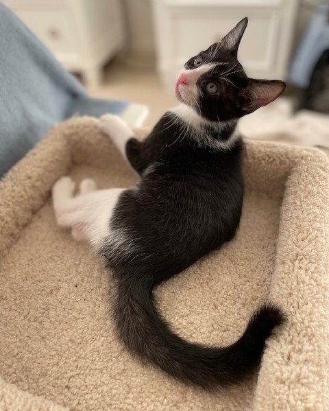 Kitten Juicy Fruit, an adopted Domestic Short Hair Mix in Seal Beach, CA_image-3