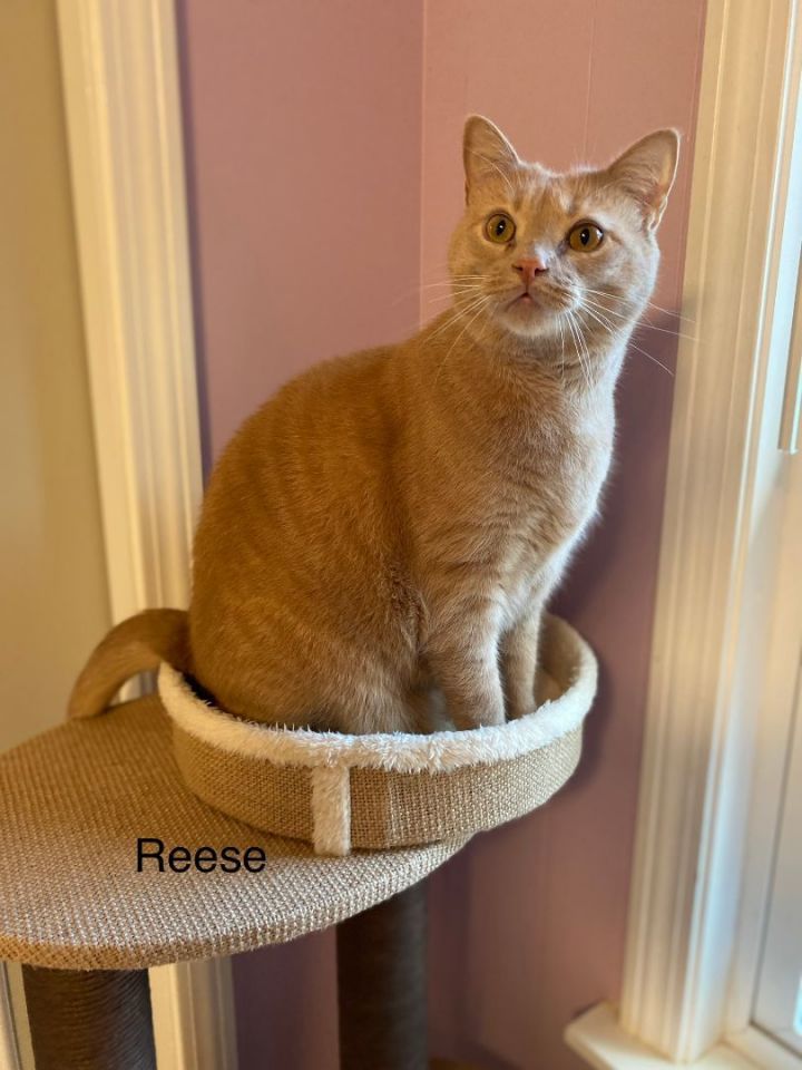 Reese, an adoptable Domestic Short Hair in Medway, MA_image-1