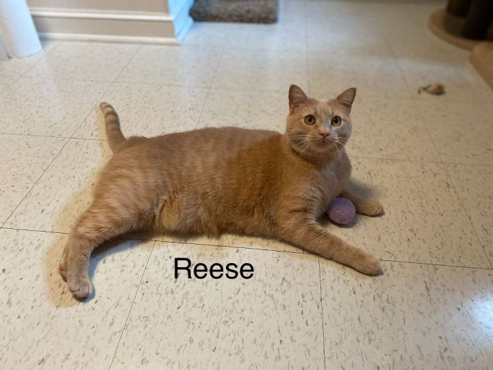 Reese 2