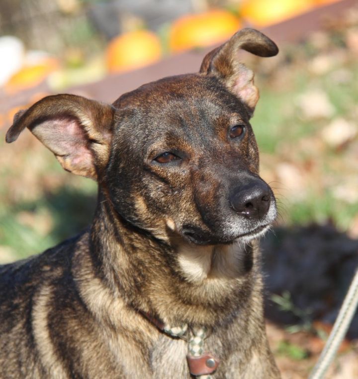 Vixen (Neutered), an adoptable German Shepherd Dog & Belgian Shepherd / Malinois Mix in Marietta, OH_image-4