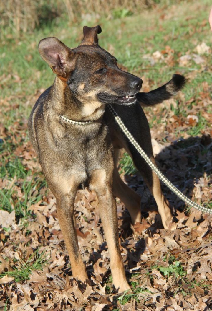 Vixen (Neutered), an adoptable German Shepherd Dog & Belgian Shepherd / Malinois Mix in Marietta, OH_image-6