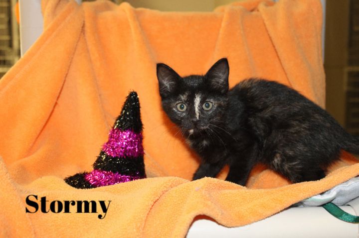 Stormy, an adopted Domestic Short Hair in Marshall, TX_image-2