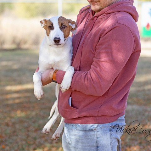 Truffle, an adoptable Shepherd & Hound Mix in Abilene, TX_image-3