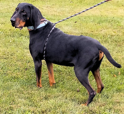 Black and tan store coonhound for adoption