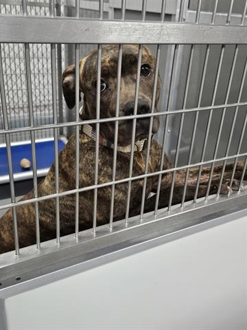 ASHTON, an adoptable Pit Bull Terrier in Norfolk, VA, 23502 | Photo Image 1