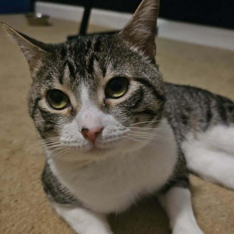 Senor, an adoptable Domestic Short Hair in Hinesville, GA, 31313 | Photo Image 2