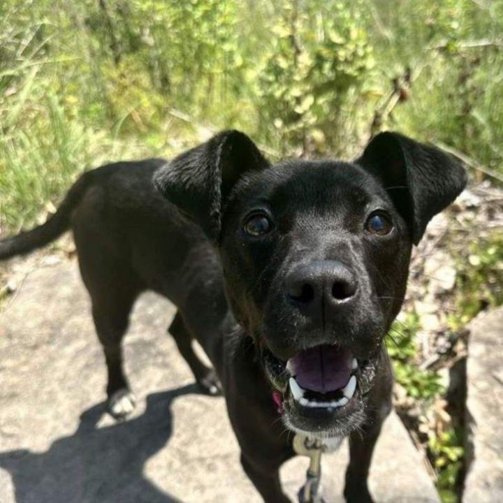 Patterdale terrier black lab hot sale mix