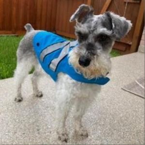 Rambler is a three year old 21 lbs salt and pepper parti mini schnauzer with natural ears and crop