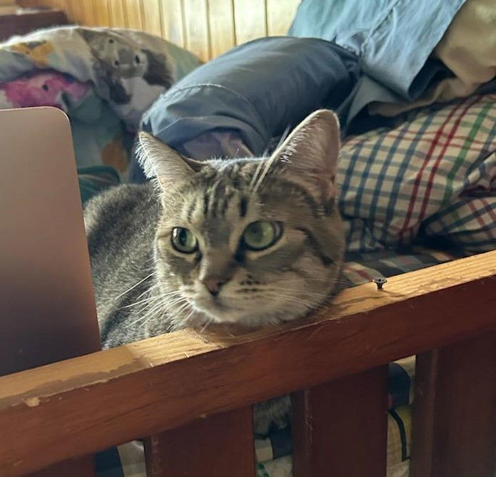 Pip, an adoptable Domestic Short Hair, Tabby in Traverse City, MI, 49686 | Photo Image 1