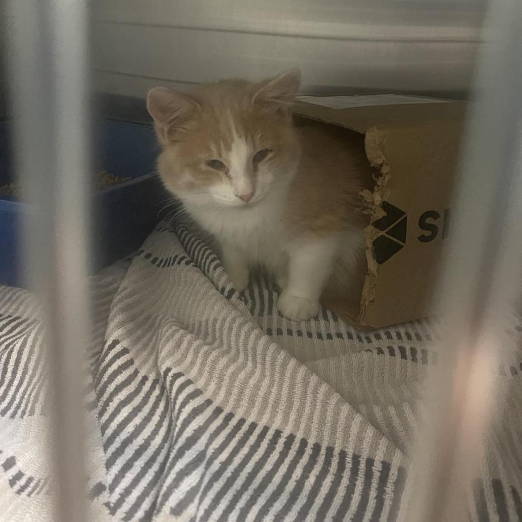 Tigger, an adoptable Domestic Medium Hair in Hinesville, GA, 31313 | Photo Image 1