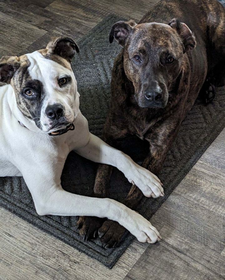 Cane corso mixed with best sale american bulldog