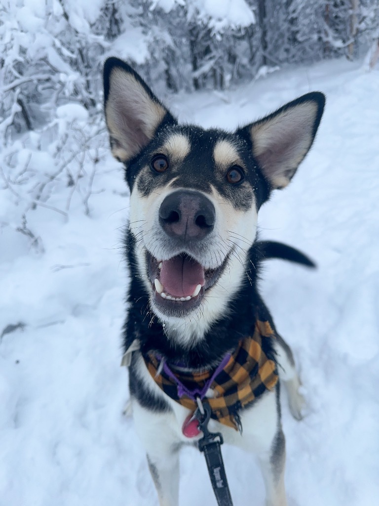 Todd, an adoptable Husky in Yellowknife, NT, X1A 2W5 | Photo Image 1