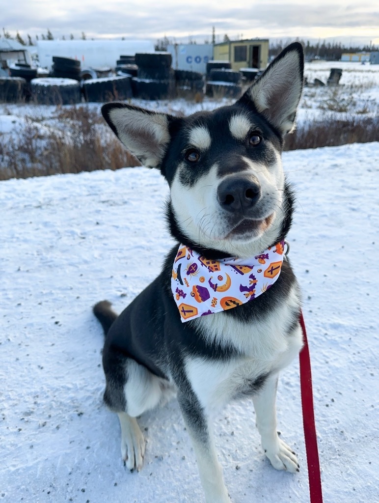 Todd, an adoptable Husky in Yellowknife, NT, X1A 2W5 | Photo Image 2