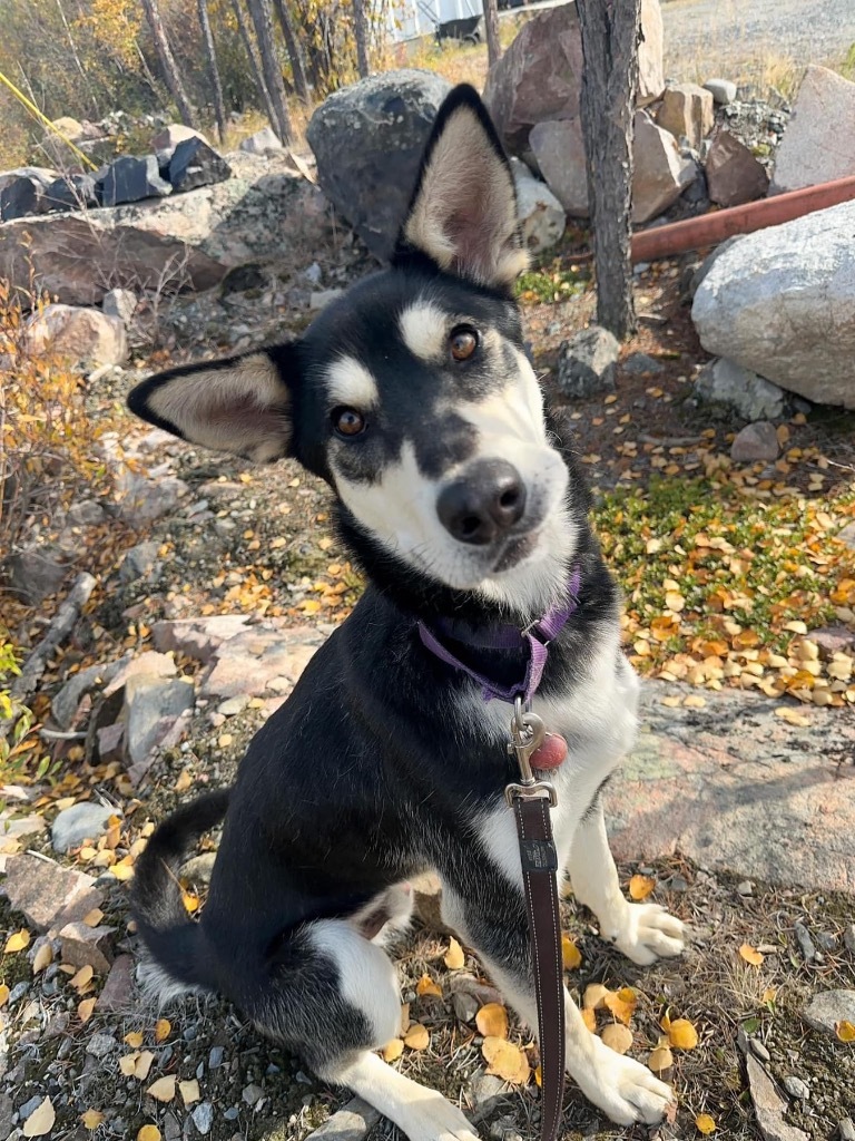 Todd, an adoptable Husky in Yellowknife, NT, X1A 2W5 | Photo Image 3