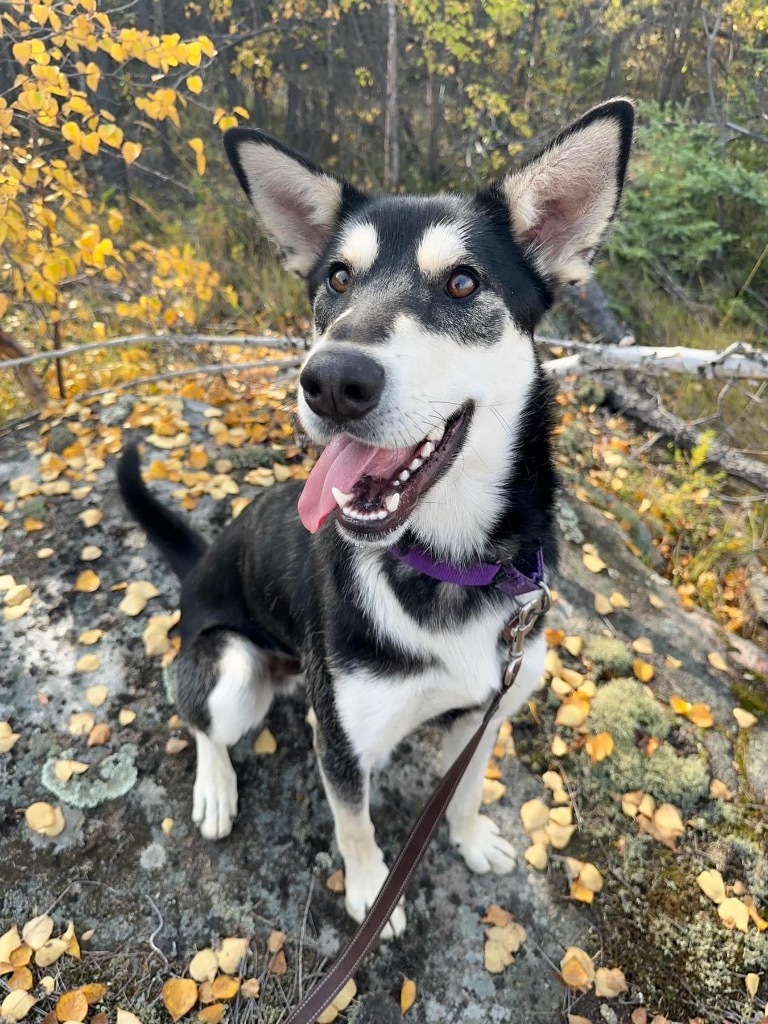 Todd, an adoptable Husky in Yellowknife, NT, X1A 2W5 | Photo Image 4