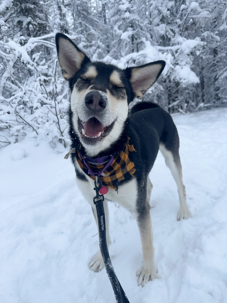 Todd, an adoptable Husky in Yellowknife, NT, X1A 2W5 | Photo Image 5