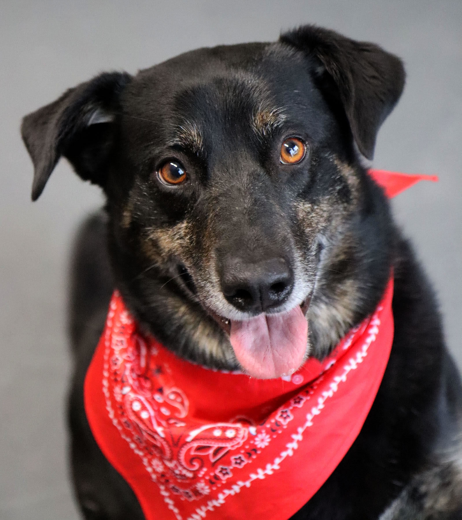 Jax (Kieran), an adoptable Australian Shepherd, Australian Kelpie in Kansas City, MO, 64114 | Photo Image 2