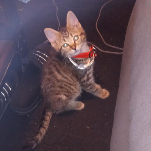 Sasha  Missing