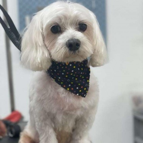 Tino - Claremont Location *By Appointment*, an adoptable Maltese in Chino Hills, CA, 91709 | Photo Image 1