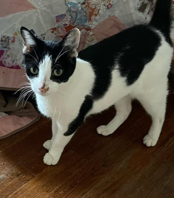 Moon, an adoptable Domestic Short Hair in Parlier, CA, 93648 | Photo Image 1