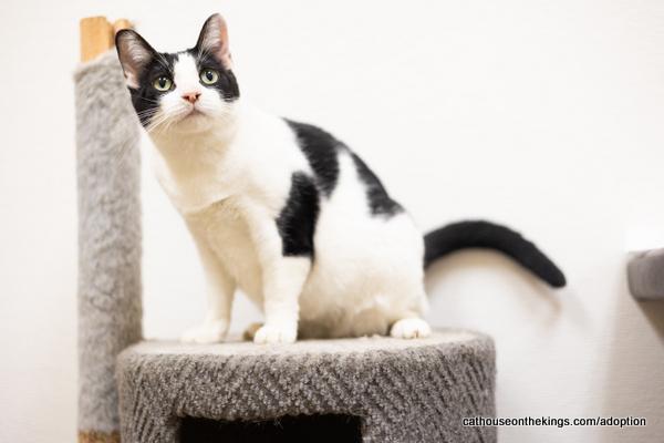 Moon, an adoptable Domestic Short Hair in Parlier, CA, 93648 | Photo Image 1