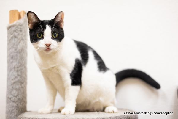 Moon, an adoptable Domestic Short Hair in Parlier, CA, 93648 | Photo Image 2