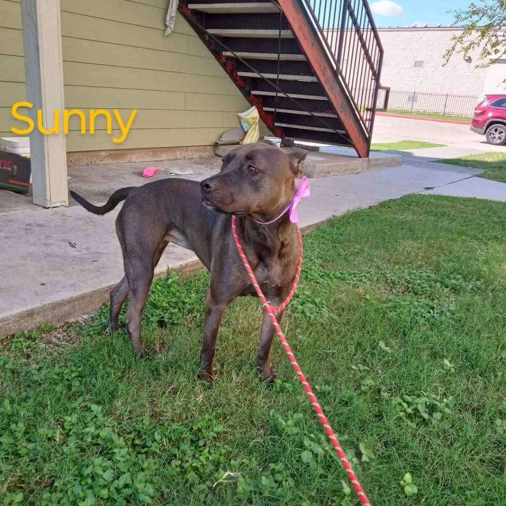 Sunny