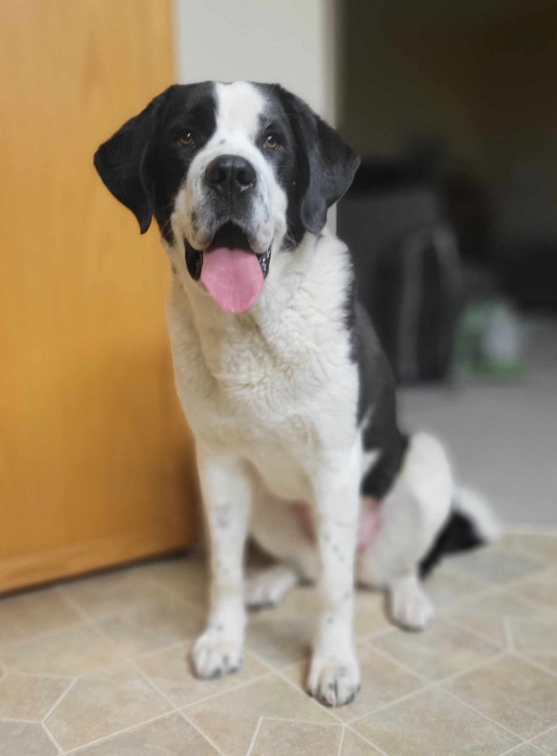 Roxy, an adoptable Saint Bernard in Calgary, AB, T3H 2S8 | Photo Image 1