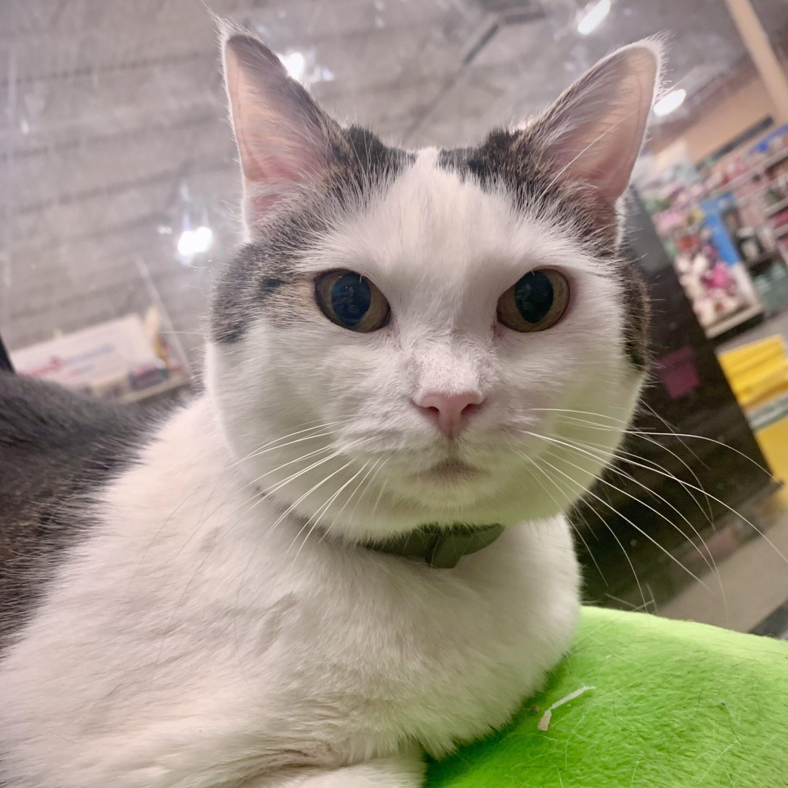Petfinder Quiz 57 - 1et8vvf