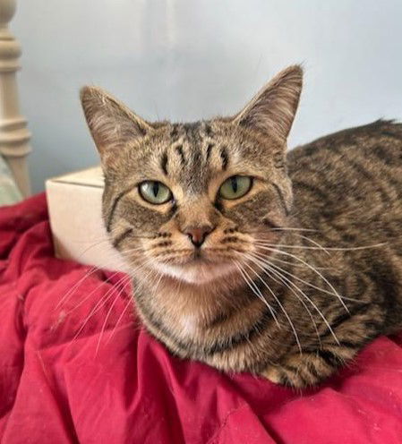 Isla, an adoptable Tabby, Domestic Short Hair in Traverse City, MI, 49686 | Photo Image 1