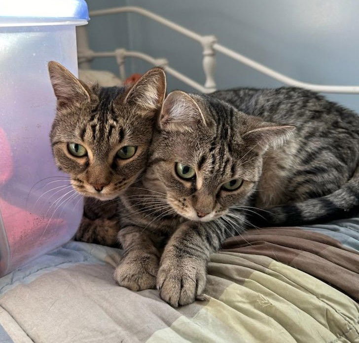 Isla, an adoptable Tabby, Domestic Short Hair in Traverse City, MI, 49686 | Photo Image 3